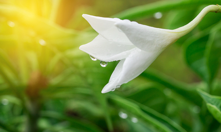 White flower with sunlight in the gardenの写真素材