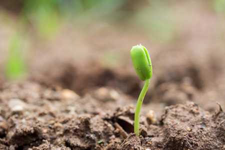 Plant seedlings on the ground with copy space for use
