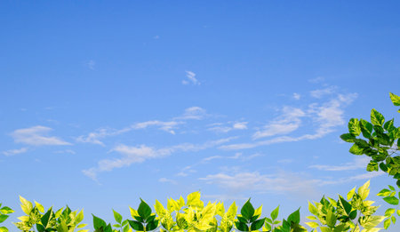 Green leaves with blurred blue sky background.Copy space for design