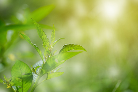 Closeup fresh green leaf with sunlight in the garden at summer season.の写真素材