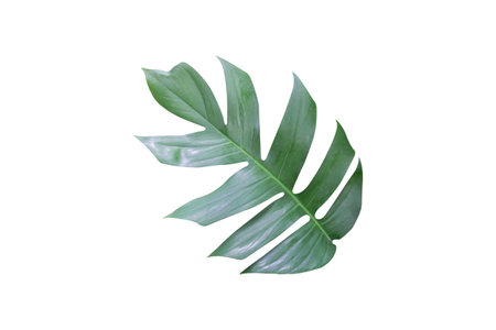 Green leaf isolated on a white background for any design.