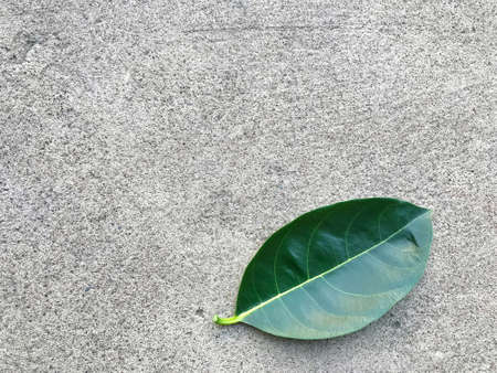 Green leaf on wood table background.の写真素材