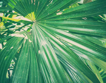 Green background concept.Tropical leavesの写真素材