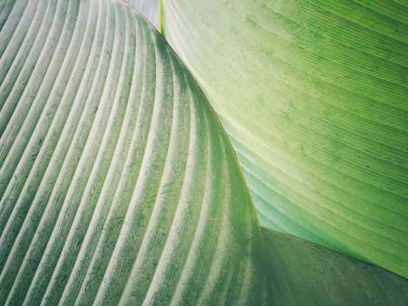 Green background concept.Tropical leavesの写真素材
