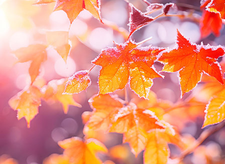 Beautiful winter background with close up frosted maple leaves and morning sunlight with bokeh...