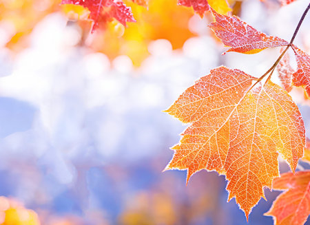 Beautiful winter background with close up frosted maple leaves and morning sunlight with bokeh background.の写真素材