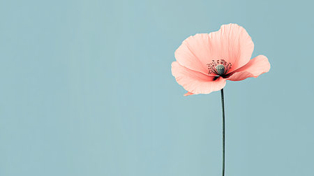 pink poppy flower on blue background with copy space, minimal conceptの素材