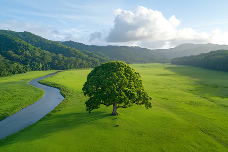 Aerial view of a green meadow with a tree and a riverの写真素材