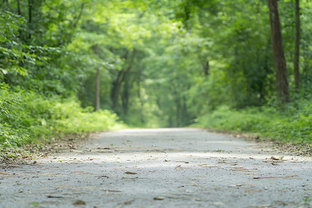 Road in the green forest, selective focus and shallow depth of field