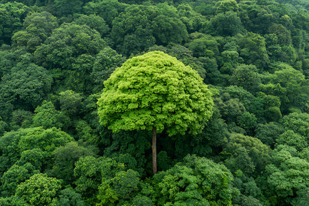 Aerial view of a big green tree in the middle of a forestの写真素材