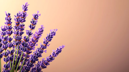 Bouquet of lavender flowers on a light background. Place for text.の写真素材