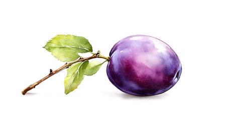 Plum with leaf isolated on white background. Watercolor illustration.の写真素材