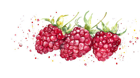 Raspberry. Hand drawn watercolor illustration, isolated on white backgroundの写真素材