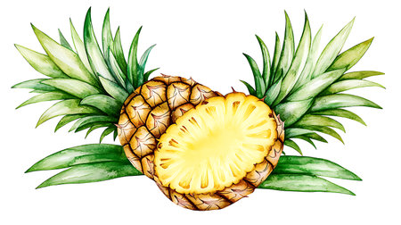 Pineapple tropical fruit. Hand drawn watercolor illustration isolated on white backgroundの写真素材