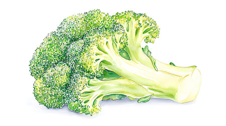 Broccoli isolated on white background. Vector illustration for your design.の写真素材