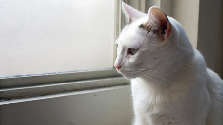 White cat looking out the window. Selective focus with shallow depth of field.の写真素材