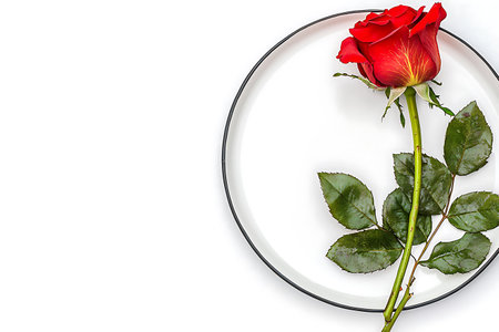 Red rose on plate isolated on white background with copy space for your textの写真素材