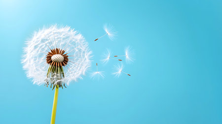 Dandelion seeds fly away from the wind on a blue backgroundの写真素材