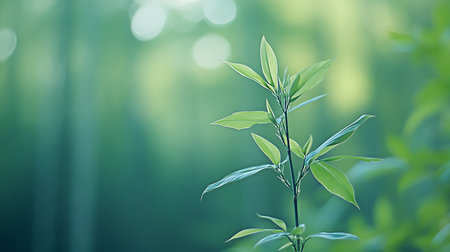 Bamboo leaves in the forest with sunlight and bokeh backgroundの写真素材