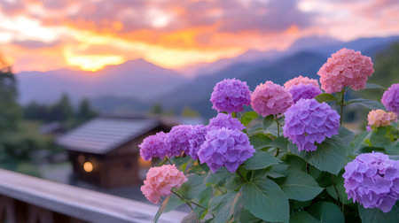 Hydrangea flowers in the garden at sunset with mountain background.の写真素材
