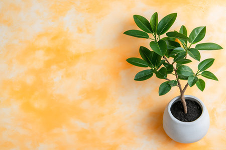 Ficus benjamina plant in pot on orange background with copy spaceの写真素材