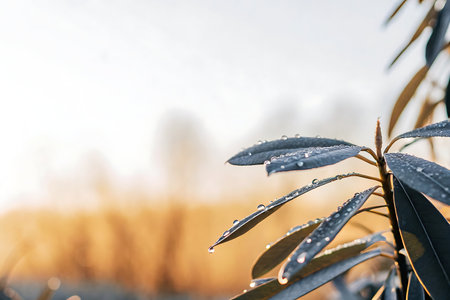 Water drops on the leaves of a tree in the rays of the setting sunの写真素材
