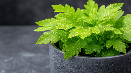Fresh green parsley in a pot with water drops on black backgroundの写真素材
