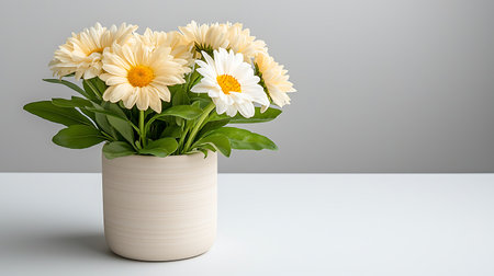 Daisies in a vase on a gray background.の写真素材
