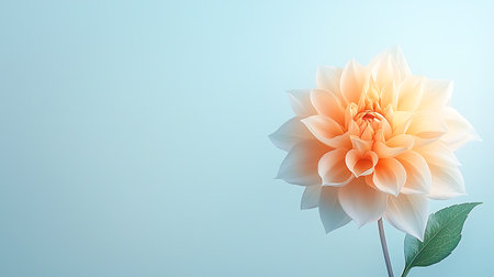 White dahlia flower on a blue background with copy space for textの写真素材