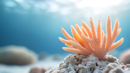 Beautiful coral on the seabed in the Red Sea.の写真素材
