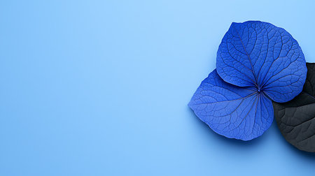 Blue hydrangea leaves on blue background with copy space.の写真素材