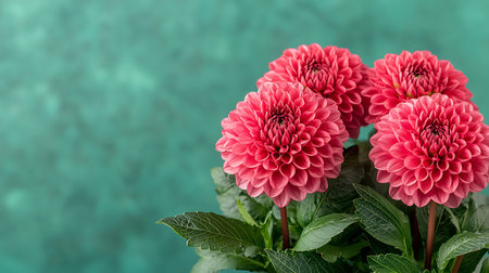 Pink dahlia flower bouquet on aquamarine background.の写真素材