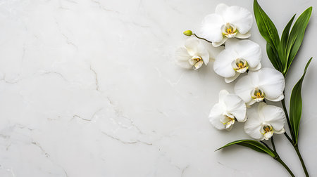 White orchid flowersle background. Flat lay, top viewの写真素材