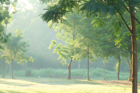Morning in the park with sunlight and fog, natural landscape background.の写真素材