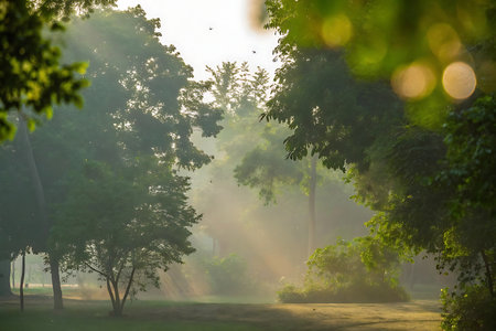 Morning fog in the forest at Chiangmai province, Thailand.の写真素材