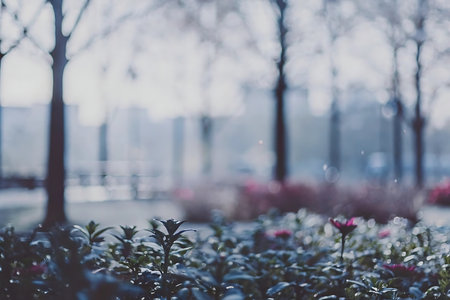 Blurred background with bokeh of flowers in the park.の写真素材