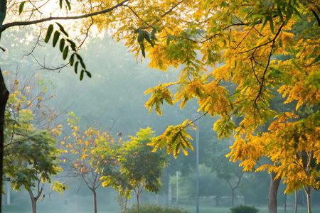 Autumn leaves in the morning fog in the park, Thailand.