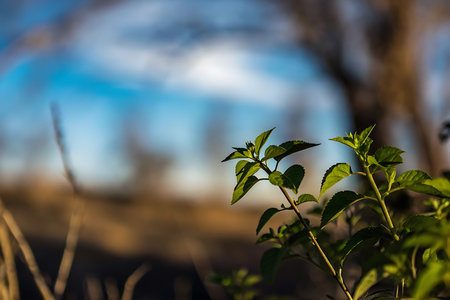 Mint leaves in early spring, selective focus, shallow DOF