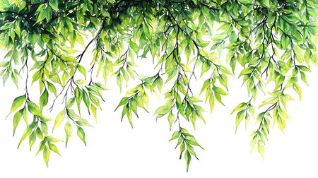 Watercolor green leaves on white background. Vector illustration for your designの写真素材