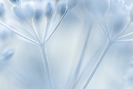 macro detail of frozen plants in winter - shallow depth of fieldの写真素材