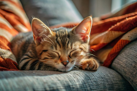 Cute little bengal kitten sleeping on the sofa at homeの写真素材