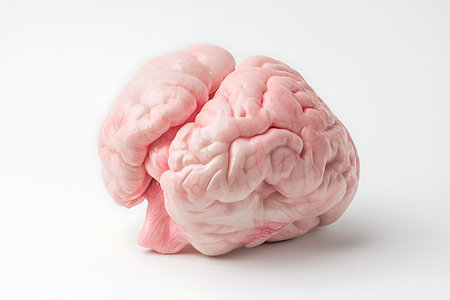 Human brain on a white background. The concept of health and medicine.の写真素材