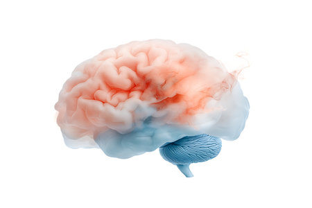 Human brain isolated on a white background. 3d rendering, 3d illustration.の写真素材