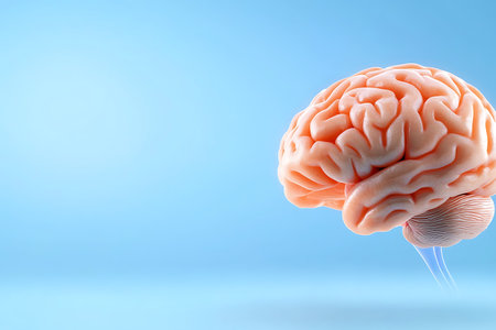 Human brain on blue background with copy space. 3D illustration.の写真素材