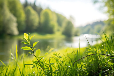 Green grass on the bank of the river in the spring forest.の写真素材