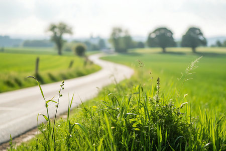 Country road through the field with green grass and trees in the backgroundの写真素材