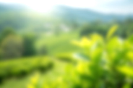 A lush green landscape featuring a soft focus on tea leaves, illuminated by bright morning sunlight. Ideal for wellness, nature, and tranquility themes.の写真素材