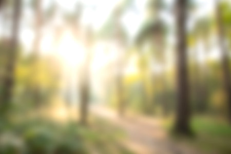 A dreamy sunlit forest pathway creates a peaceful atmosphere with tall trees and gentle sunbeams filtering through the leaves, inviting relaxation.の写真素材