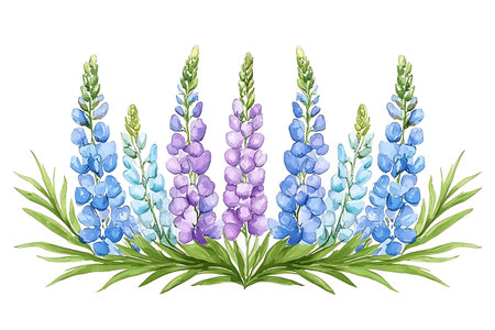 Beautiful watercolor illustration of colorful lupine flowers, showcasing vibrant blues and purples against a clean white background, perfect for art and decor.の写真素材