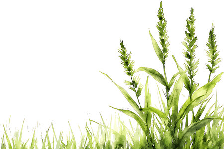 This elegant watercolor painting features vibrant grass and tall plants set against a minimalist white background, perfect for nature-themed designs.の写真素材
